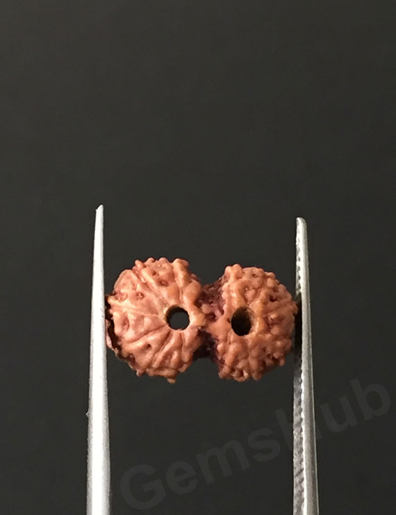Gauri Shankar Rudraksha Certified (Indonesian Origin) Size-12.5 mm